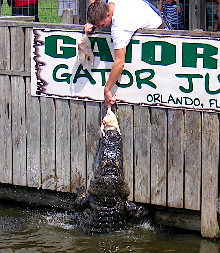 Kayaking with alligators be careful!